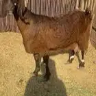 معزاء قبرصيه شاميه مشروكه
