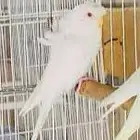 مطلوب بادجي هوقو البينو جوز منتج صحه جيده