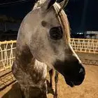 حلاقة جمال خيل