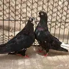 جوز قطيفي