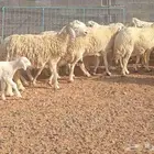 غنم حريات حرش منوه القناي غنم سرحه طيبه ماشاء الله