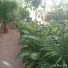 مشتل وادي اراك الزراعيه