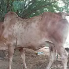 للبيع بقره