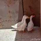 بط بكني لبيع