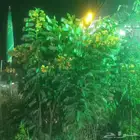 مشتل زهرة الريف تنسيق الحدايق وشبكات الرى