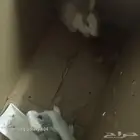 ارانب الحد 50 علا الواحد