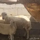 فرير تربيه بيت