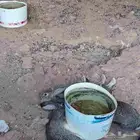 ارانب للبيع على السوم