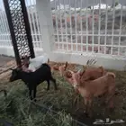 تيوس للبيع