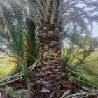 نخال من الدرجه الاولى