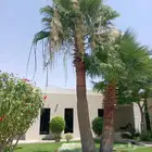 بذور نخيل واشنطونا