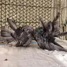 حمام رقاصي فانتيل