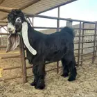 صخل عارضي مشروع فحل   تم البيع