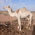 ناقه ضروبه شقحاء