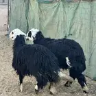 خرفان