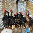 فروخ شامو ياباني (تم البيع )