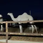 بكره وضحى مفروده