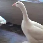 اربع حبه وز اثنان ذكوار واثنان اناثي العمر 11 شهر