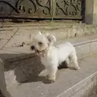 كلب انثى للبيع على سوم