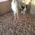 عنز معها اثنين تيوس السن موضح في الصوره واحد من السنون منكس