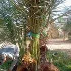 يوجد الدنيا نخل للبيع اخلاص وسكري وصقعي