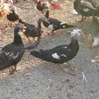 بط بلدي بياض 2 اناث مع الذكر