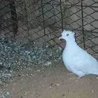 حمام ياكريم طبات