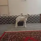 خروف مشروع فحل
