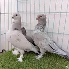 زوج حب رمان بعياله