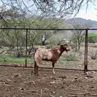 تيس فحل أبهر