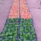 مزارع سوداني بيوت محمية خبرة ممتازة خميس امشيط ا