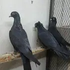 ذكور سود معاريف ( تم البيع )