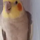 جوز كروان للبيع