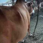 ثور توه جامع جرم