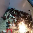 fowmi chicken