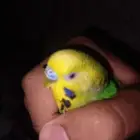 طير بادجي للبيع