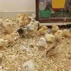 صوص بلدي بحي لبن