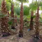 نخل واشنطن زينه للبيع بجميع مقاساته ونخل مثمر