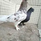 زوج حمام ايراني فارسي
