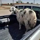 شاة نجدية للبيع