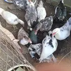 بط للبيع بلدي الحبه 35