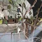 اجواز حب منتجه صحة ونظافه وعندي طفرات فالو