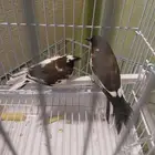 زيبرا صيني