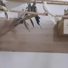 كرونات للبيع أزواج منتجه