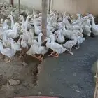 بط بكيني ثلاثه شهور و4 شهور شحم ولحم