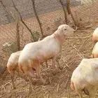 فحل ضان هادي جدا النوع ثني العمر سنه للبيع