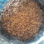 ذبيب عنب بناتى قصيمى