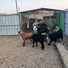 تيوس عوارض
