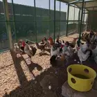 دجاج بلدي للبيع حي ومذبوح
