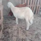 ما شاء الله يوجد لدينا ذبايح بلدي طيبه 1